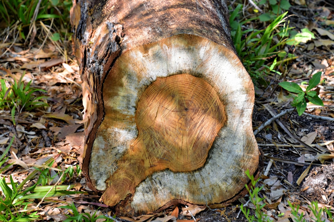 Güvenlik logları yapay zeka analizi