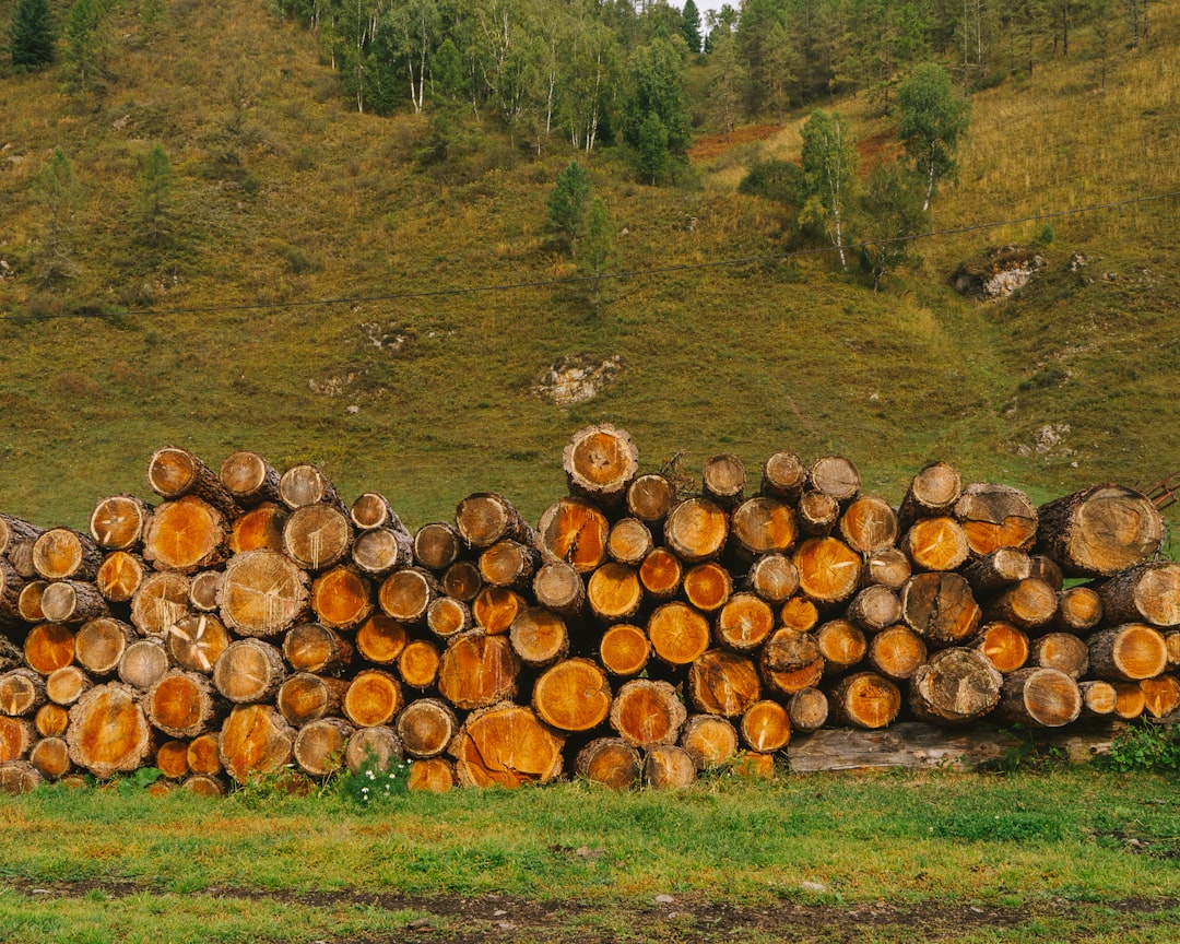 Merkezi log yönetim panosu örneği